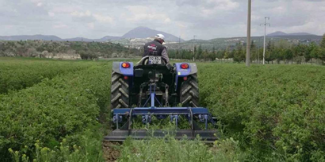 Isparta gül hasadına hazırlanıyor: Rekolte beklentisi 13 bin ton 5